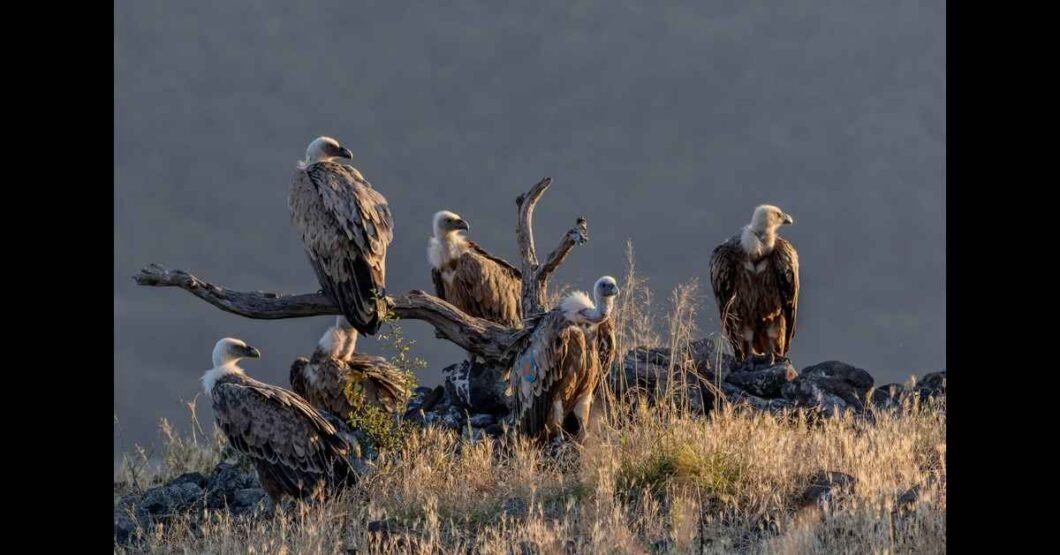 Fare Eaten by Scavengers: Essential Role in the Ecosystem