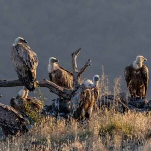 Fare Eaten by Scavengers: Essential Role in the Ecosystem