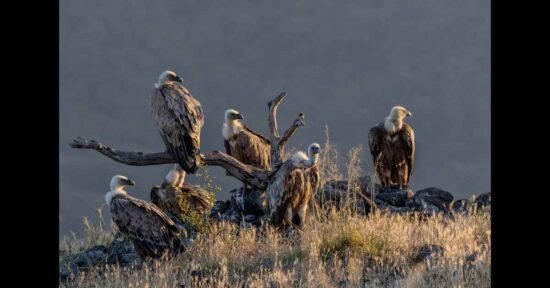 Fare Eaten by Scavengers: Essential Role in the Ecosystem
